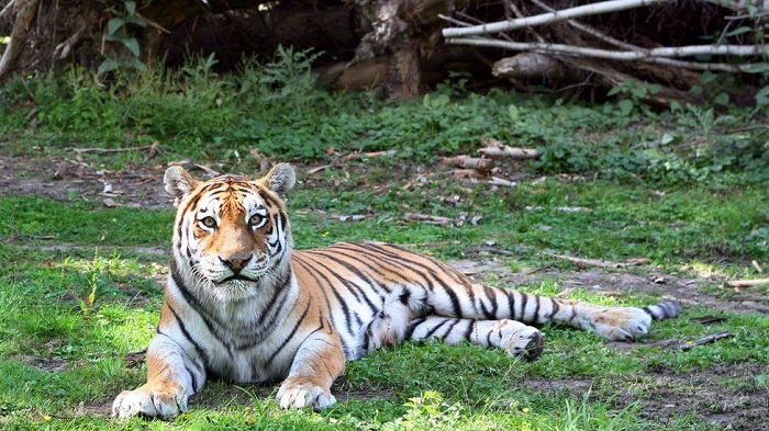 Scientists have a plan to bring back  the Caspian tiger 